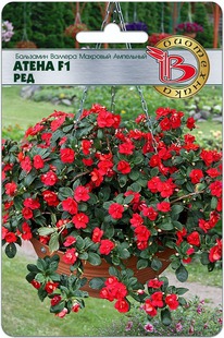 ��������� ������� �������� ��������� ����� F1 ���