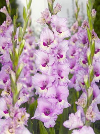 ��������� ������, 10/12