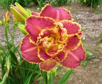 �������� ����� �� ����� (����.), I