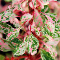 �������� ������, P9, � ���.