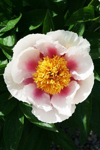 ���� ����� 2/3 n