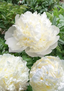 ���� ������ ���� 2/3n