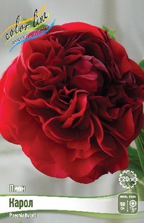 ���� ����� 2/3n