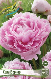 ���� ���� ������