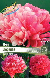 ���� ������� 2/3n