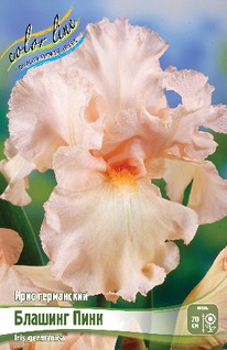 ���� ���������� ������� ����