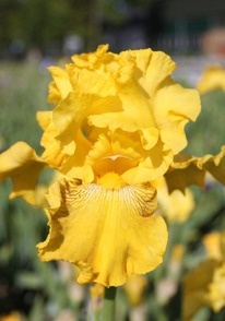 ���� ���������� ������ �� ������