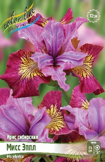 ���� ��������� ���� ����