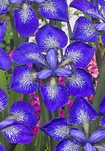 ���� ��������� �� �� �����