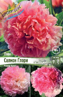 ���� ������ �����