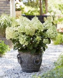 ��������� ����������� ��� �����