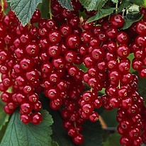 ��������� ������� ������