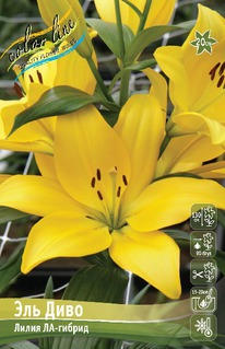 ����� ��� ����, 12/14, ��