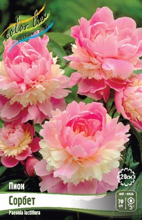 ���� ������