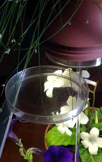 ������ ��� �������