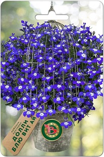 ������� �������� ����� ��� ��� ��