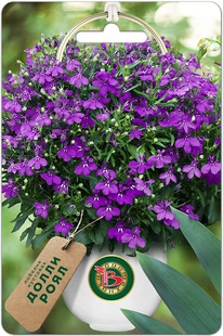 ������� �������� ����� ����