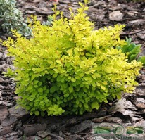 �������� �������� ������