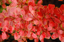 �������� �������� �����