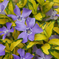 �������� ����� Illumination (�����������)