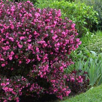 ������� �������� ���������� (Alexandra)