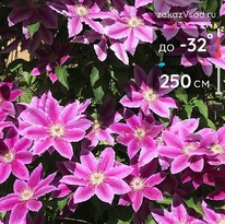 �������� ������ ������� ���������������