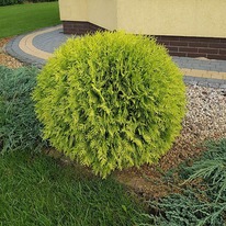 ��� ���������� ������ �����