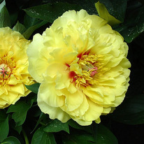 ����-��� ����� �����