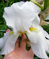 ���� ����� �� ���� (���������)