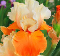 ���� ��������� ������� �������