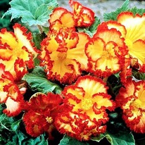 ������� ������ ��������� Yellow-Red (������-�������)