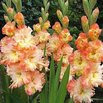 ��������� �����