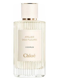 Cedrus Chloe