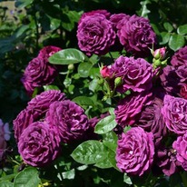 ���� �������� ����