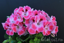 ���������� ����������� ������� �������