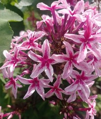 ����� ��������