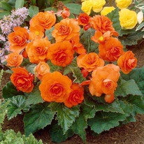 ������� ���� ����� 6/7