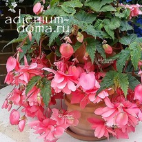 ������� ����������� ���� 6/7