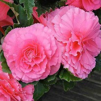 ������� ������ ������� ���� ���� 6/7