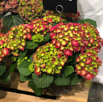 ��������� ��� ����  ����������