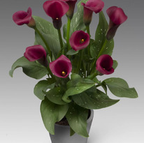 ����� ������� �������  12/14