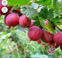 ��������� �������