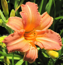 �������� �������� ���������