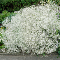 ��������� ����� (����)