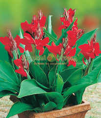 ����� ���������