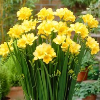 ������ ���� �����  6+ (5 �������)