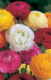 ���������� ���� 8/9 10 ������