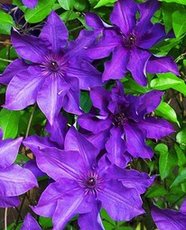 �������� ��������� �9