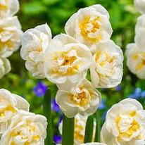 ������� ������ ����� 5 �������