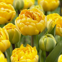 ������� ����� ��������� 5 �������